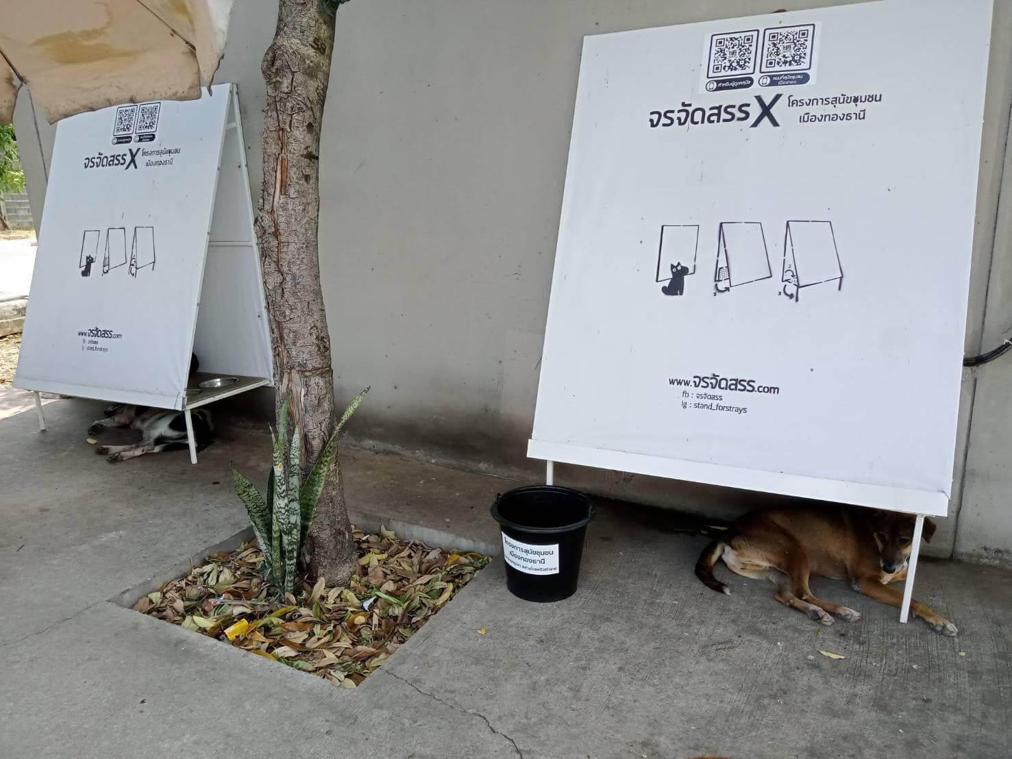 Stand for Strays recycles billboards, providing homeless dogs in Thailand  shelter in extreme weather - BrightVibes