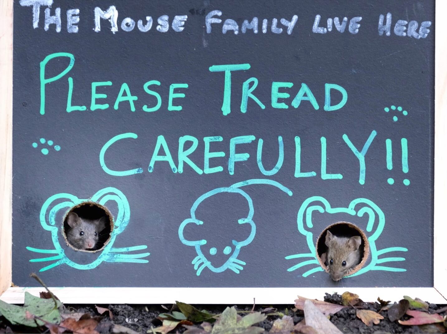 Mouse Friend In House Grandad becomes friends with the mice in his garden and builds them ...