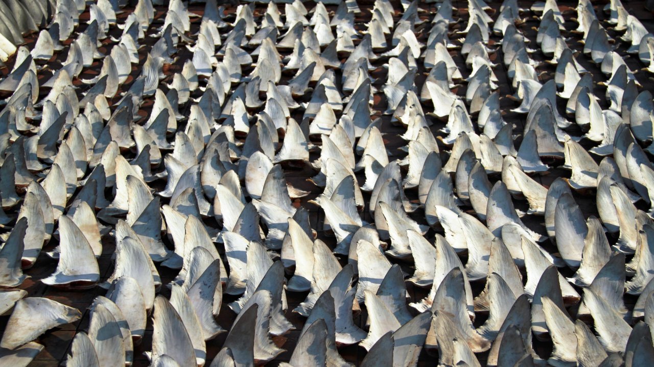 Hundreds of shark dorsal and/or pectoral fins of all shapes and sizes drying out on a rooftop of an industrial building in Kennedy Town, Sai Wan, Hong Kong SAR, China, January 2, 2013. These fins are being processed to be sold in the lucrative shark trade in Asia. With Hong Kong’s warm and humid climate, shark fins will often be left outside to air dry. Unlike other Asian ports, Hong Kong does not have any fish landings, and all shark fins enter Hong Kong through cargo from airplanes or shipping containers from vessels.