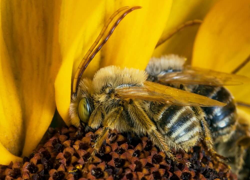 Do bees sleep? It turns out they do, and these cute pictures prove it