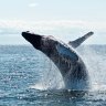 whale UN Ocean High Seas Treatment 2 Unsplash