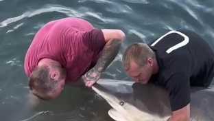 White Shark Rescue Perth Heroes Channel9 Australia Buenas noticias