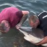 white shark rescue perth heroes channel9 australia good news