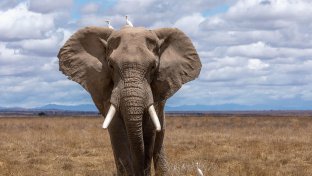 wilde dieren cruciaal voor bestrijding klimaatverandering onderzoek