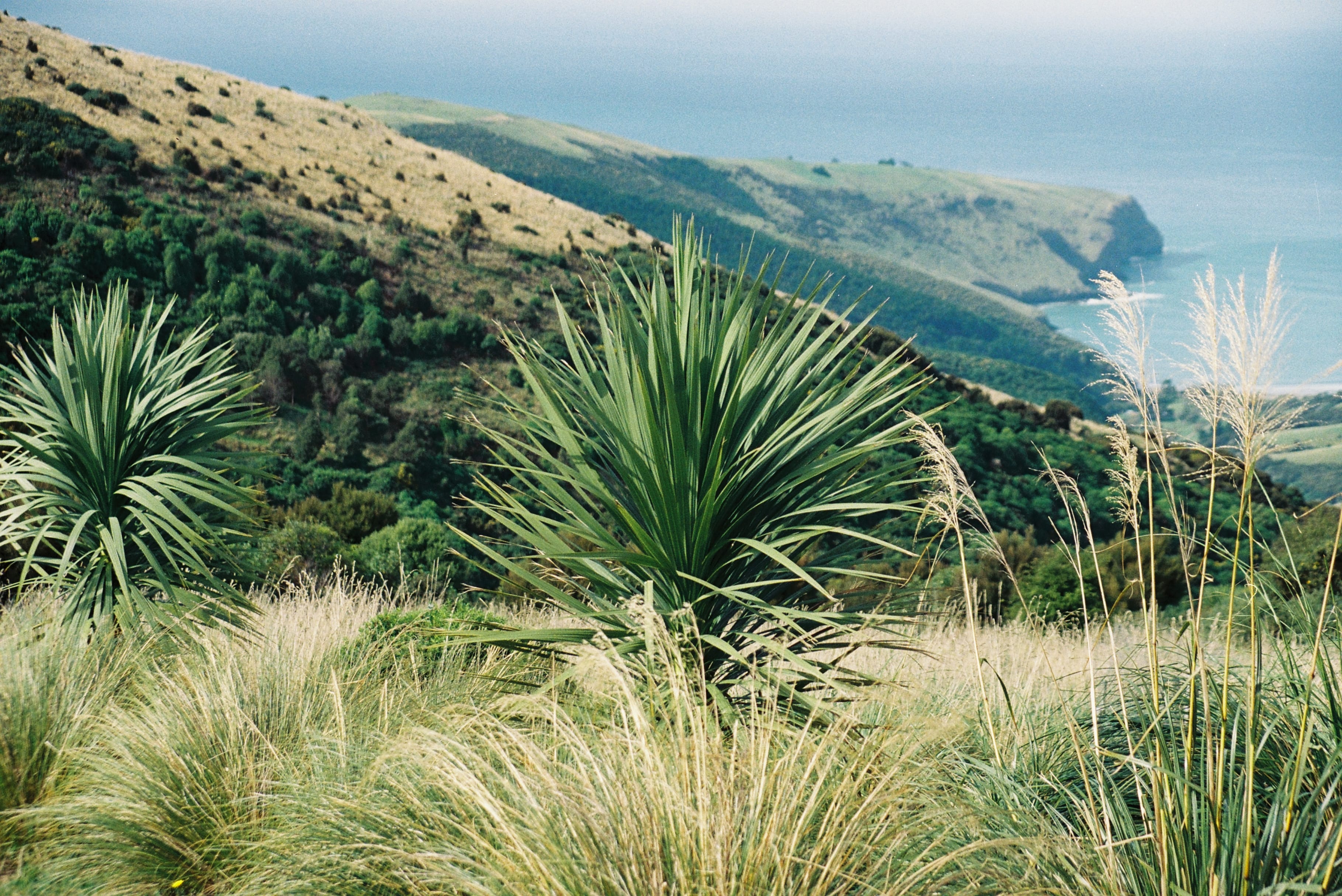 Sindsdien heeft de stichting de hoeveelheid aanzienlijk vergroot door de aankoop van Ōtānerito Station in 1991 en door verschillende latere aankopen. Sinds 2016 verzorgt de stichting ook het aangrenzende 192 hectare grote Purple Peak Curry Reserve, dat in dat jaar is aangekocht door de New Zealand Native Forest Restoration Trust.