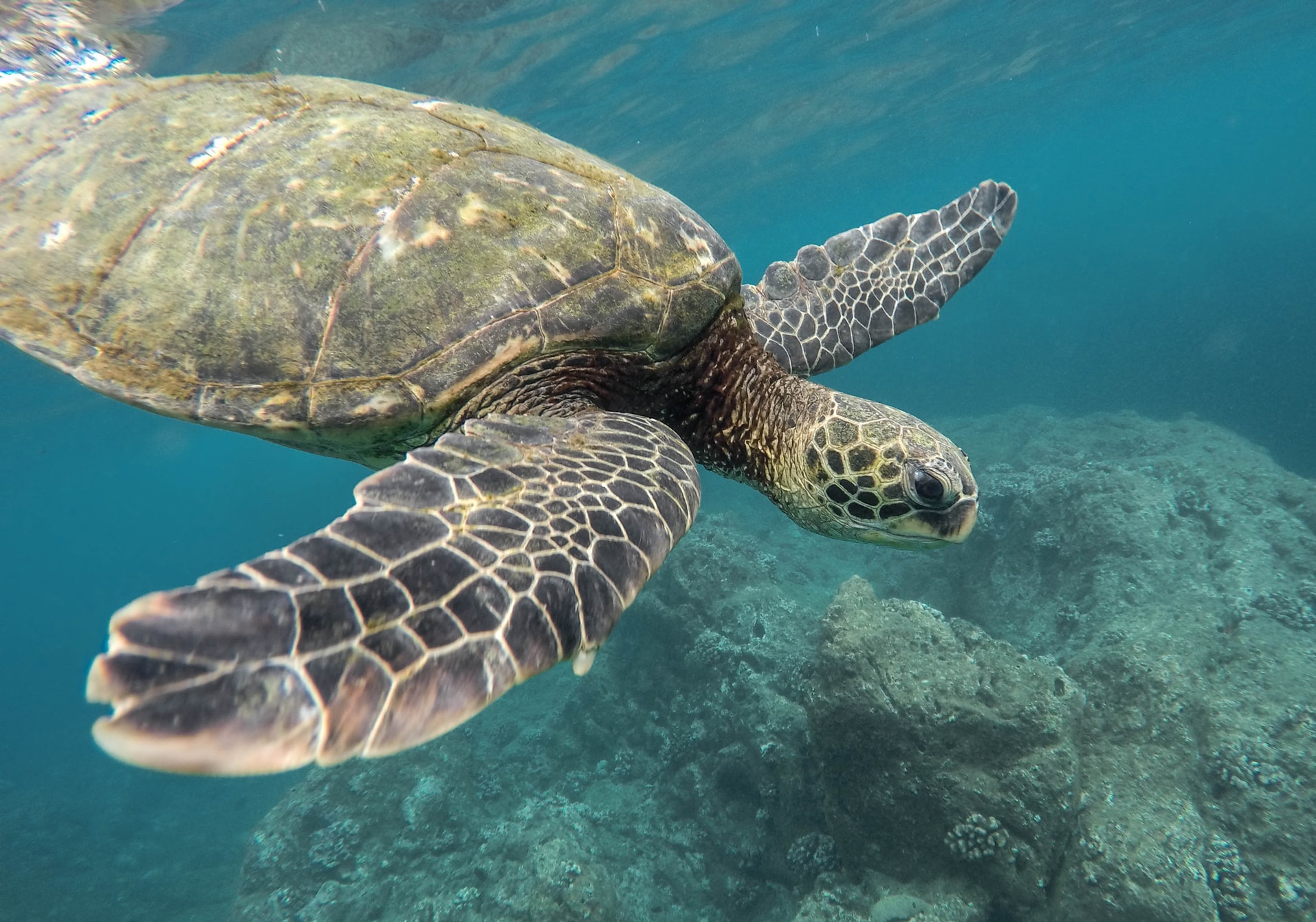 The Olive ridley turtle (Lepidochelys olivacea) is the smallest and most abundant of all sea turtles, growing up to 70 cm and weighing 45 kg, on average. Males and females grow to the same size; however, females have a slightly more rounded carapace. Olive ridley turtles in the Indian Ocean are, on average, smaller than individuals found in the Pacific and Atlantic.