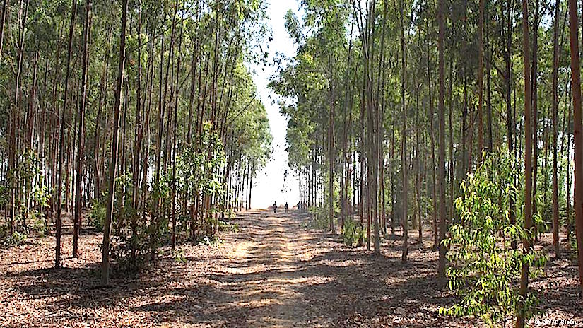 The 200-hectare plantation is home to a variety of native and non-native trees, including commercially valuable species like eucalyptus and mahogany.
