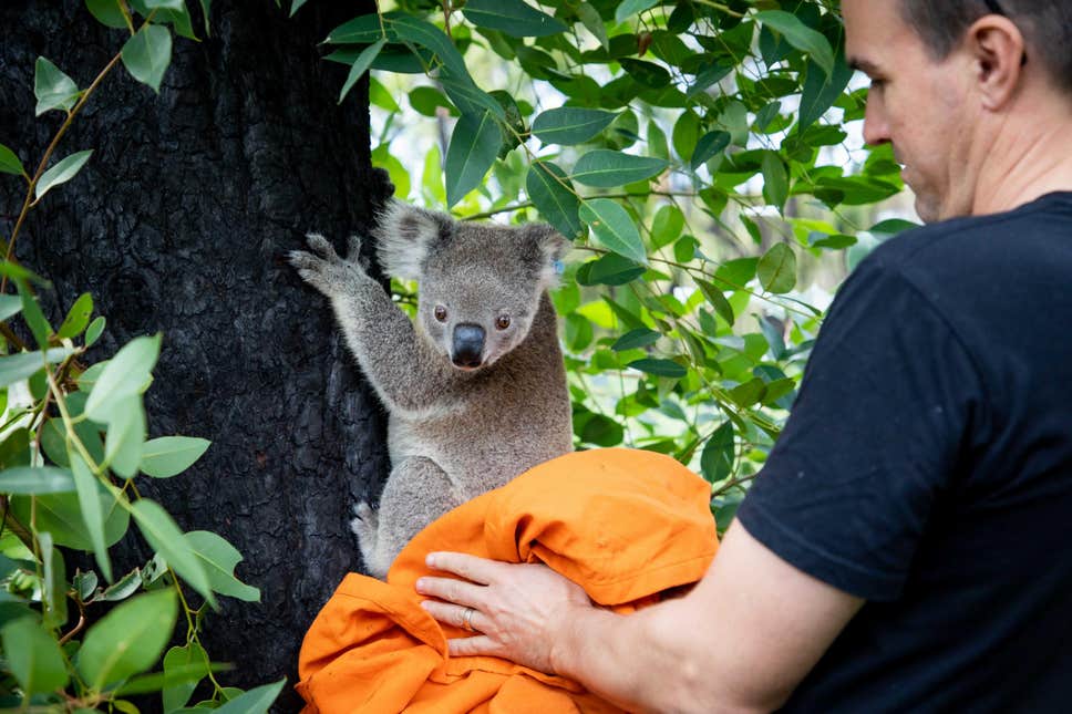 Sue Ashton, president of Port Macquarie Koala Hospital, said, “This is a heart-warming day for us – to be able to release so many of our koalas back to their original habitats, even to their original tree in some cases – makes us very happy.
