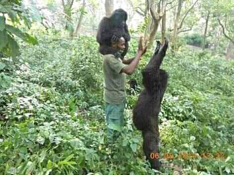 In Virunga’s southern sector there are currently eight gorilla families and four solitary males which are habituated, meaning they are accustomed to the presence of humans.