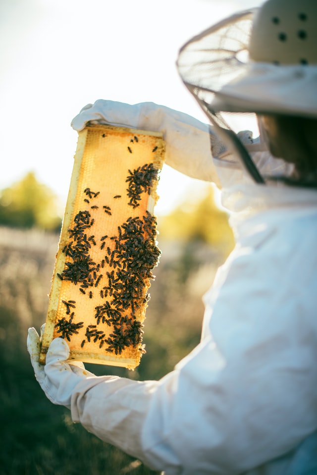 but the states experiencing the broadest increase in colony growth—Michigan, Nebraska, Oklahoma, and Maine—added tens of thousands of colonies.