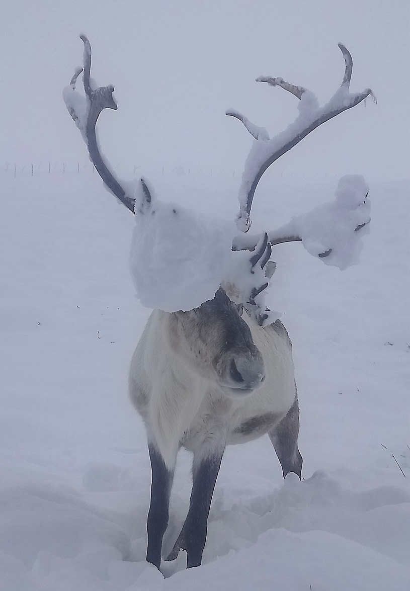 In more recent times there have been small consignments of Swedish reindeer joining the herd to diversify the gene pool.