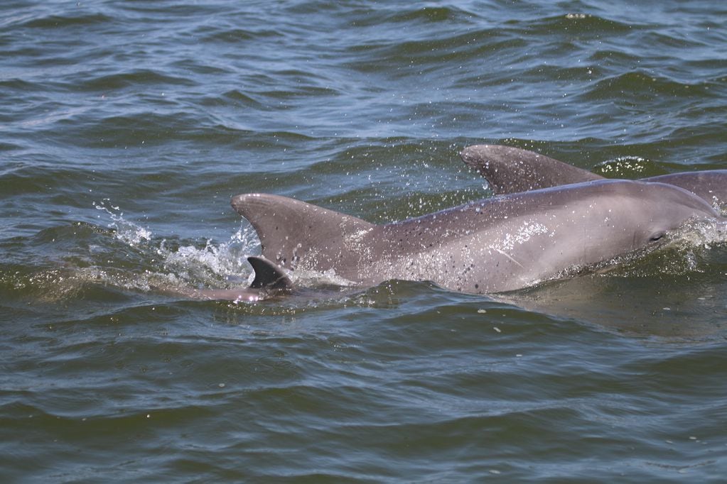 Researchers with a Georgetown University-based dolphin study witnessed the immediate aftermath of the baby's birth, only the third-ever documented wild dolphin birth. (Photograph taken under NMFS Permit No. 19403. Potomac-Chesapeake Dolphin Project/Ann-Marie Jacoby)