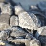 Pleasant surprise for Ecuadorian town as endangered turtles hatch unannounced