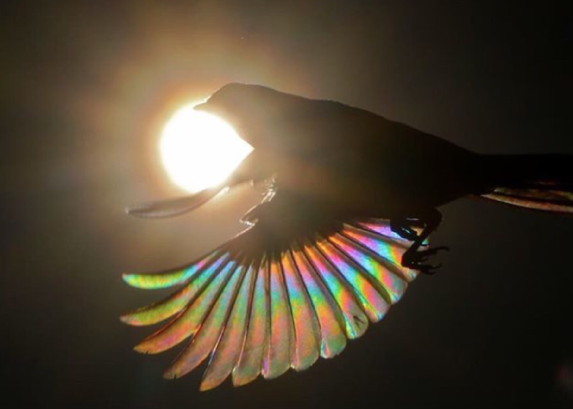 Hummingbirds fly with a unique method of rotating the entire wing, with little or no flexing of the wrist or hand joints.