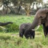 Baby boom de elefantes en el Parque Nacional de Amboseli en Kenya