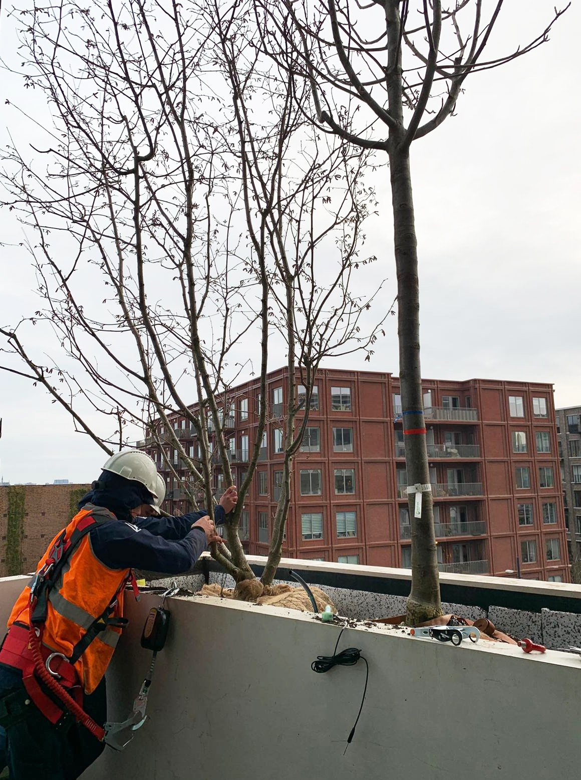 Los cepellones de los árboles están anclados a las macetas y se usa alambre de acero para asegurar los árboles al edificio. Los árboles se plantan especialmente con sustrato.