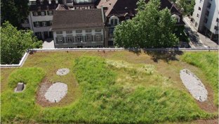 How one Swiss city made green roofs a legal requirement in bid to tackle climate change