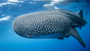 Gentle giants of the ocean: 10 fascinating facts about whale sharks &#8211; the world&#8217;s biggest fish