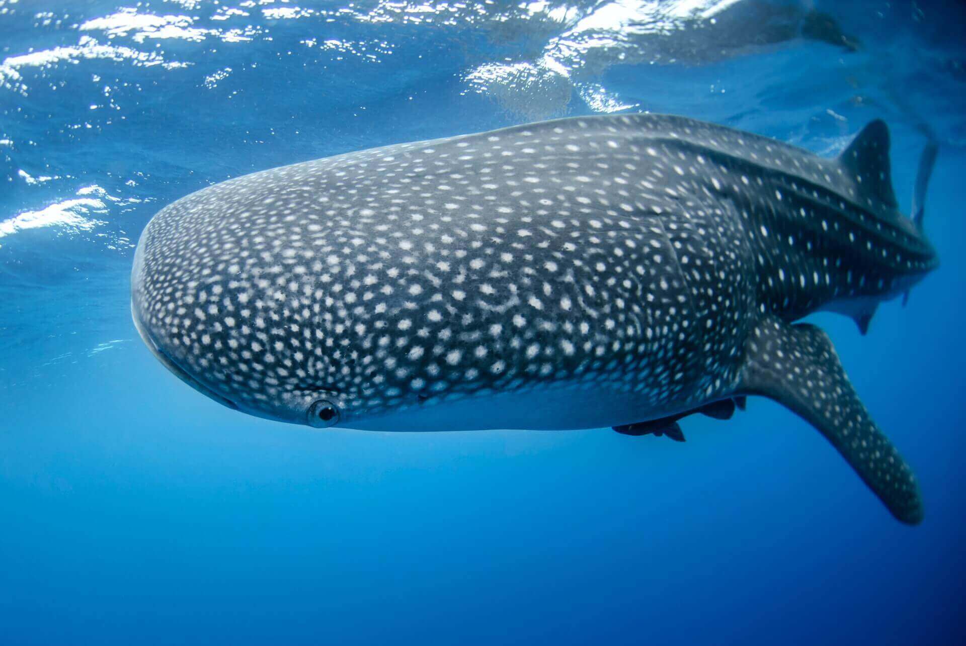 Estas enormes criaturas pueden llegar a medir 12 metros de largo (unos 65 pies) y pesar 75.000 libras. El tamaño de un tiburón ballena rivaliza con el de las grandes ballenas, pero a pesar de sus impresionantes proporciones, a los tiburones ballena se les suele llamar 