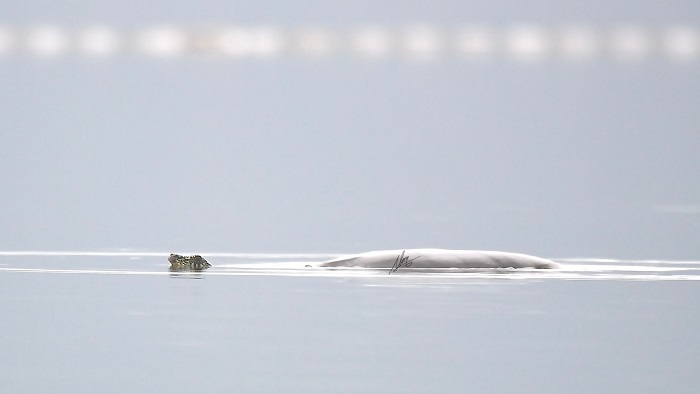 Not only did they discover and capture the female, but they also spotted a second, larger turtle in the same lake, which they believe is a male.