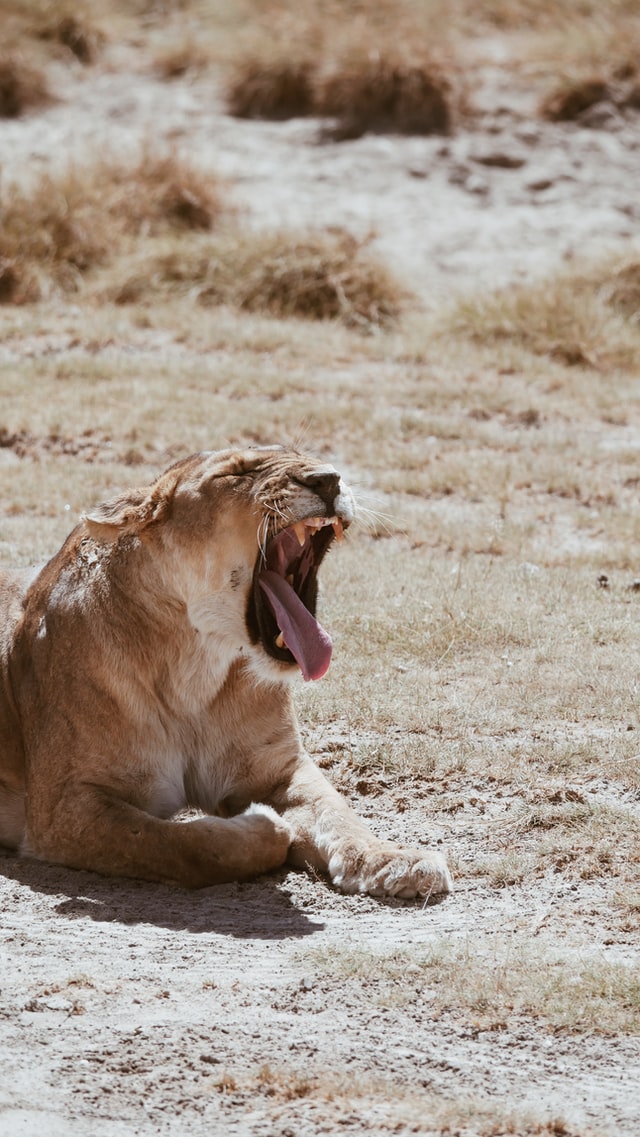 the hunting of captive bred lions; tourist interactions with captive lions (including, so-called voluntourism, cub petting, etc).