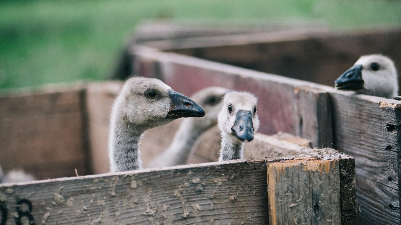New York City just voted to ban foie gras&#8230; but not right away