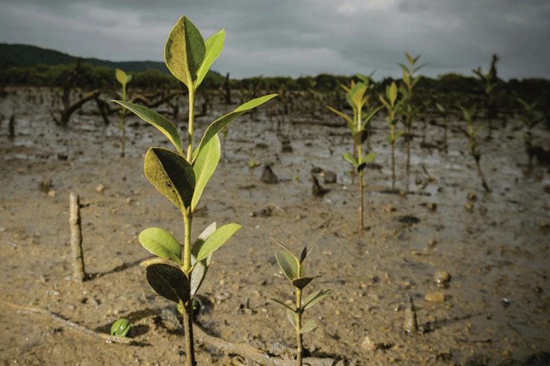 Today, people are realising the many benefits of planting trees to help green India and combat hunger.