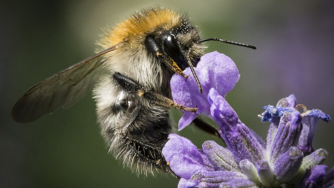 How to help bees: 9 actions YOU can take to befriend bees