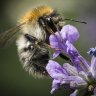How to help bees: 9 actions YOU can take to befriend bees