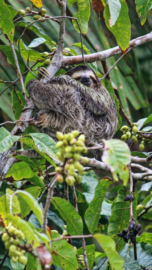 Panama, famous for its canal separating Central and South America, is rich in biodiversity, with vast swaths of tropical rainforests and mangroves that are home to over ten thousand species of plants and animals like jaguars, sloth (pictured) and the spectacled bear.