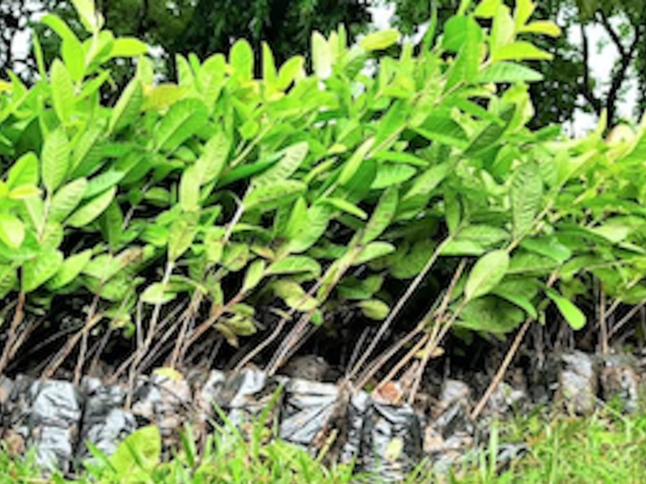 It is estimated that approximately 25,000 farming families will be impacted positively by creating food sources for themselves and their families from this project, and that these trees will sequester 5,000 tonnes of carbon in the next two years!
Focusing on small farmers and woman’s groups that are food insecure, this ongoing project maximises its impact.