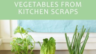 Regrow fruit and vegetables from seeds and kitchen scraps