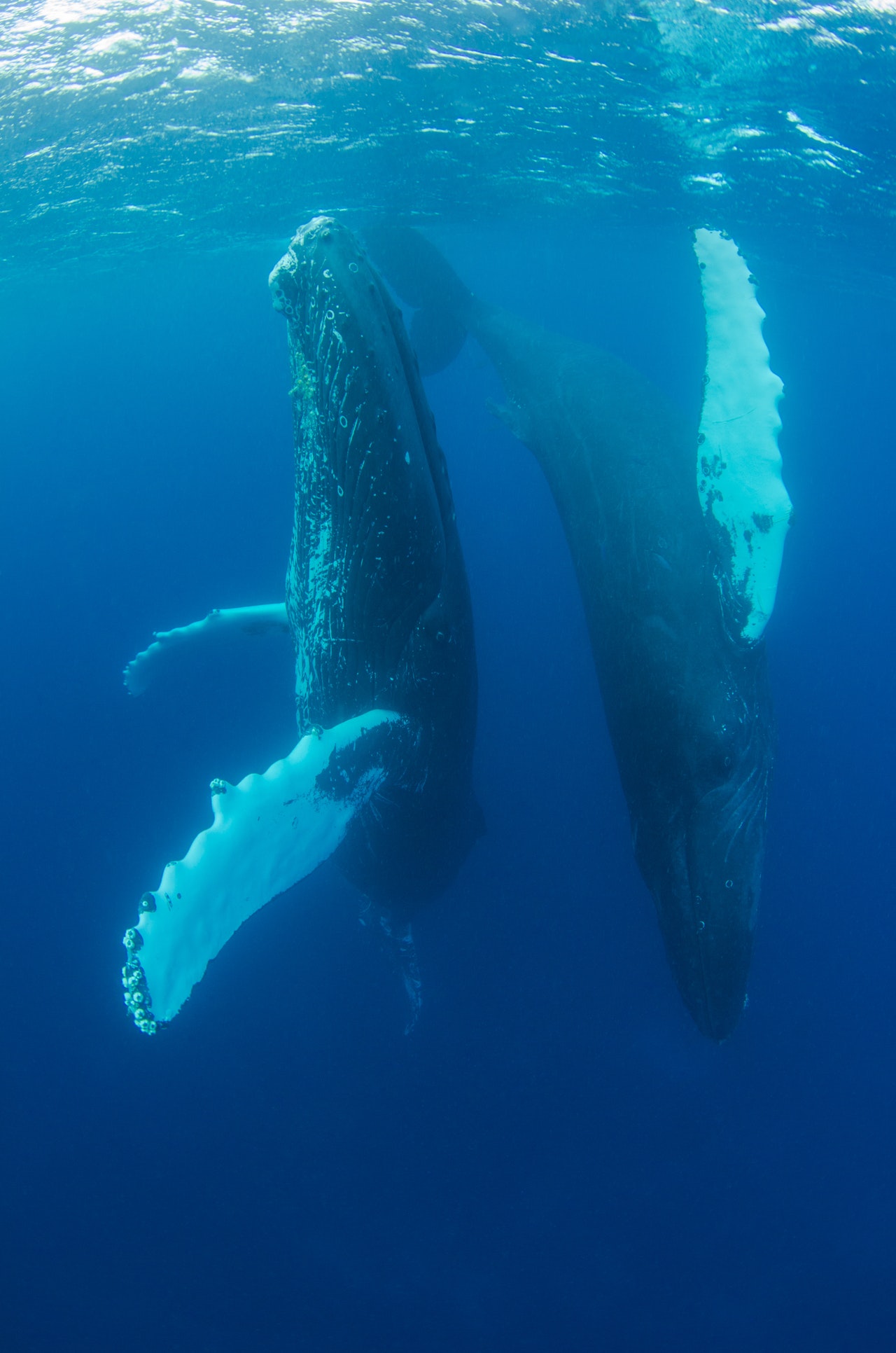 Antarctica is a popular feeding ground for this species but global warming could affect krill populations in this area, which could subsequently contribute to a decline in humpback numbers.