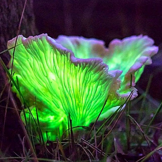 Its bioluminescence, a blue-green colour, is only observable in low light conditions when the eyes get dark-adapted. Omphalotus nidiformis is deadly poisonous!