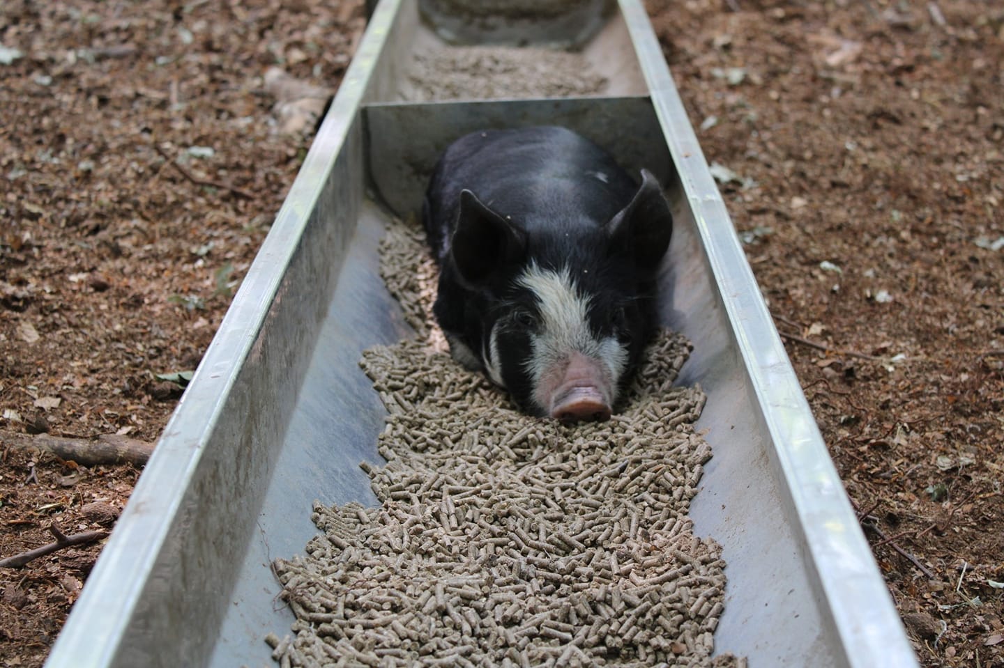 Repartidos por los Países Bajos, los propietarios de Buitengewone Varkens (Extraordinary Pigs) Stan Gloudemans y Josse Haarhuis tienen aproximadamente 20 ubicaciones en uso con cuidadores dedicados, siempre visibles para todos. Alimentan a los cerdos que viven en pequeños grupos familiares de manera responsable.