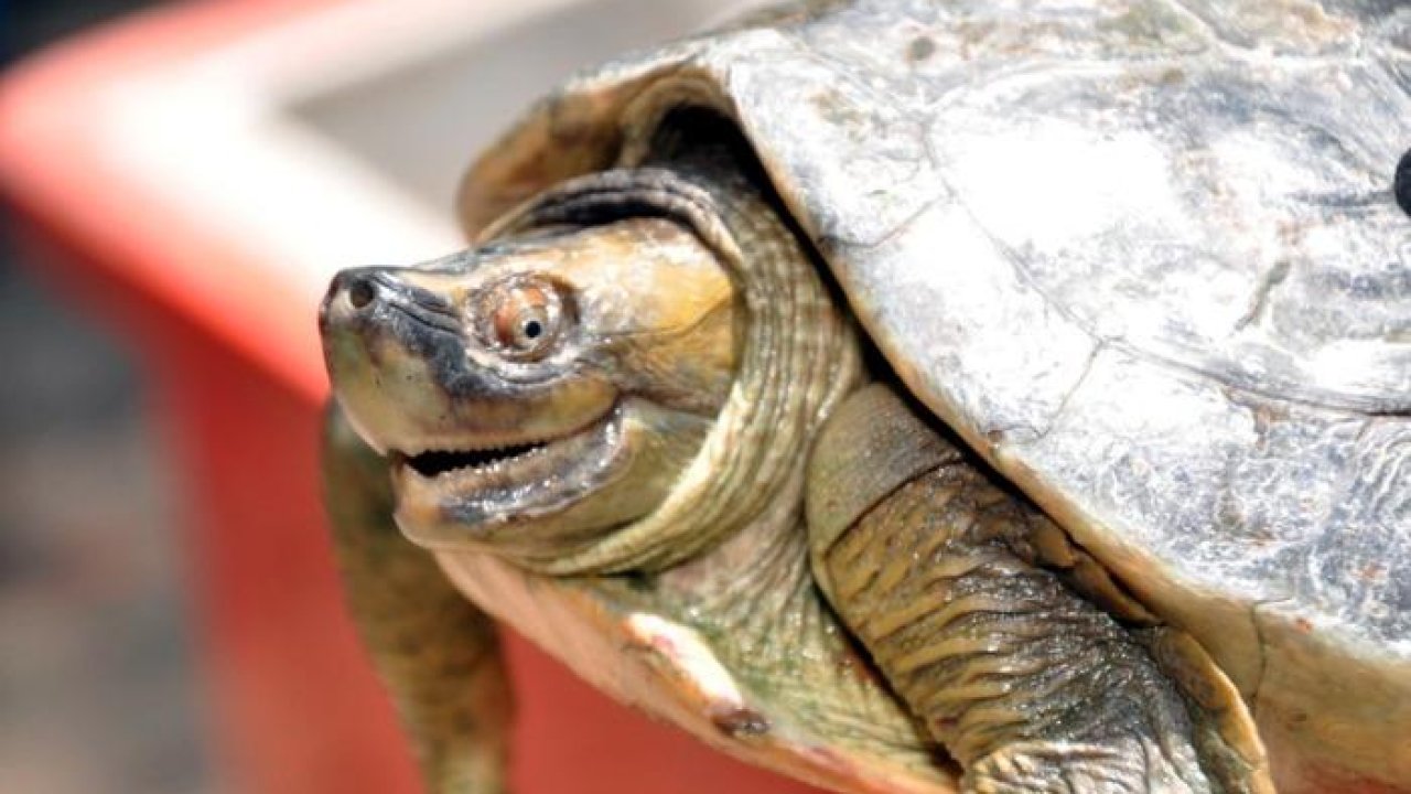 The Turtle With the Permanent Smile is Back From the Brink of Extinction