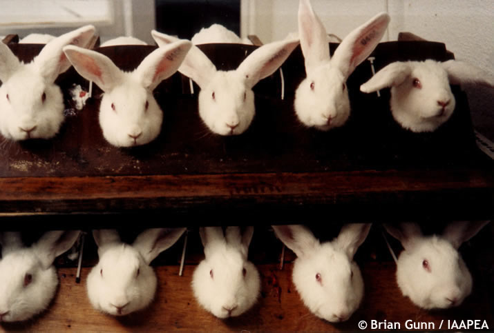 Rabbits are blinded and tortured in the cruel, outdated Draize eye irritancy tests, where shampoos and other beauty products are installed into the eyes of rabbits. No pain relief is given during these barbaric animal tests.