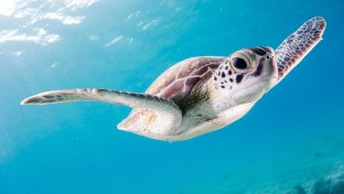 Las tortugas en peligro de extinción resurgen en las playas de las Seychelles