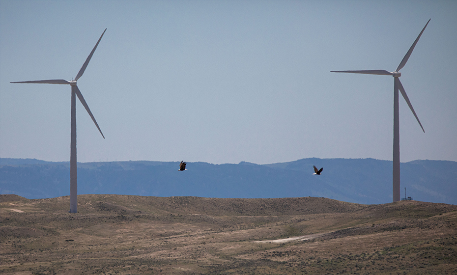 The wind site is the first to use IdentiFlight, a network of cameras and software that can detect golden and bald eagles (shown here) in flight and stop the turbines from spinning before the birds get too close.