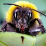 Hungry bumble bees have a clever trick to make plants flower early