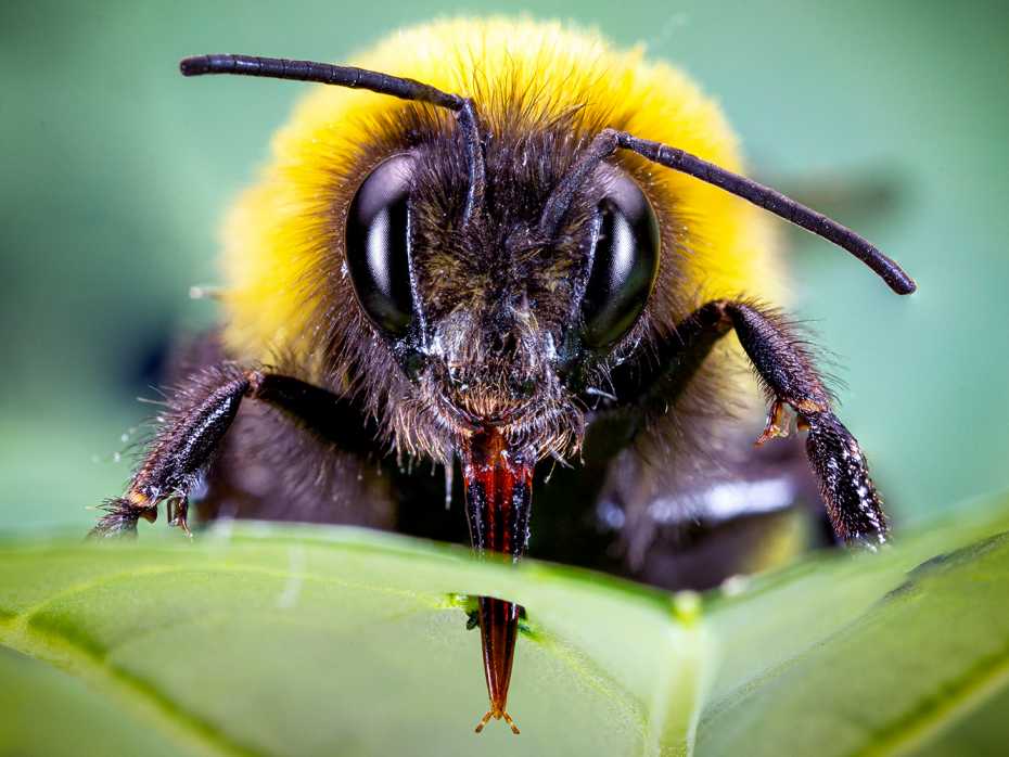 If bumblebees find too little pollen, they pierce the leaves of non-​flowering plants in order to force them to produce flowers more quickly. (Photograph: