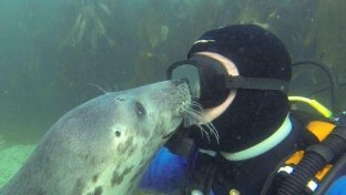 Playful wild grey seal lovingly hugs a diver and caressed him [VIDEO]