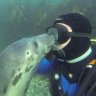Playful wild grey seal lovingly hugs a diver and caressed him [VIDEO]