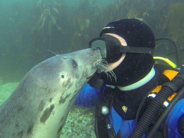 Meet the Shark Whisperer who sticks her hand in their mouths to