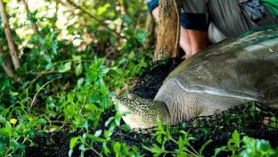 World’s Most Endangered Turtle Gets Some Good News