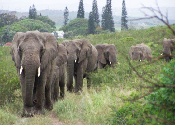 10. Elephants are capable of human-like emotions such as feeling loss, grieving and even crying. They remember and mourn their loved ones, even many years after their death. When the 