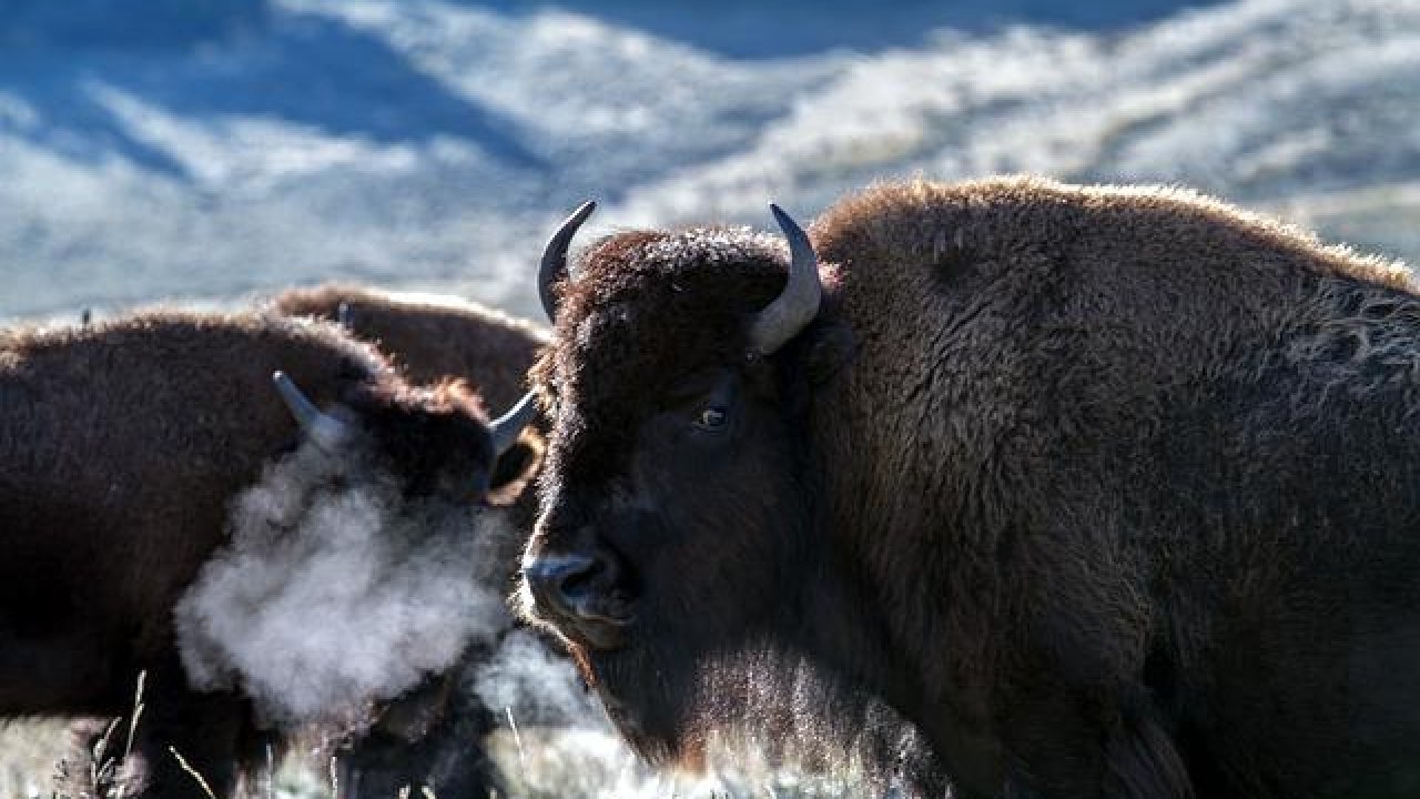 Bison return to the Rosebud Indian Reservation
