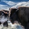 Bison return to the Rosebud Indian Reservation