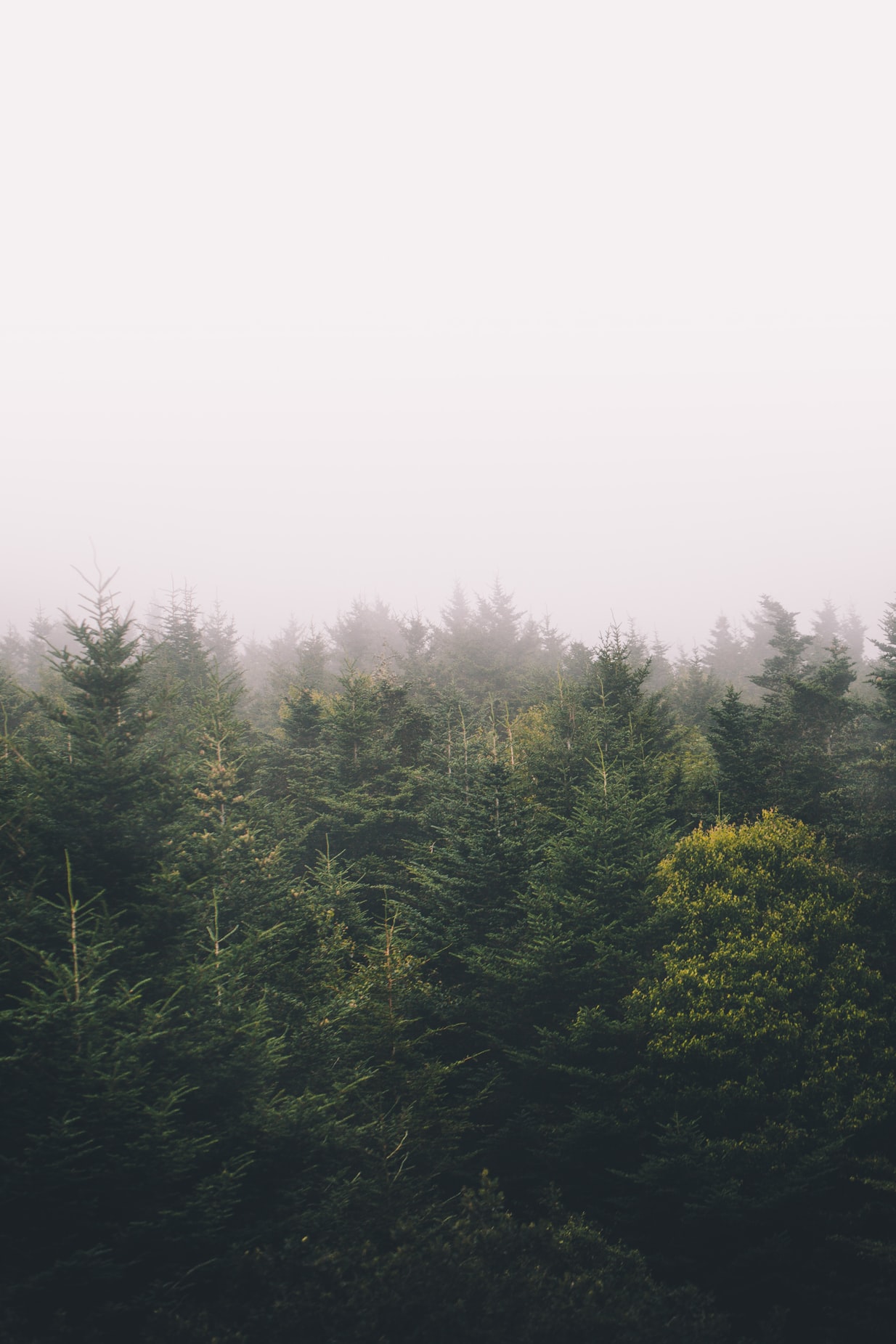 He has purchased nearly 40,000 acres over the last decade, making him one of the largest private land owners in the state. Sweeney has also donated money to several conservation parcel projects, including a 1,500 acre expansion to Mount Mitchell State Park.