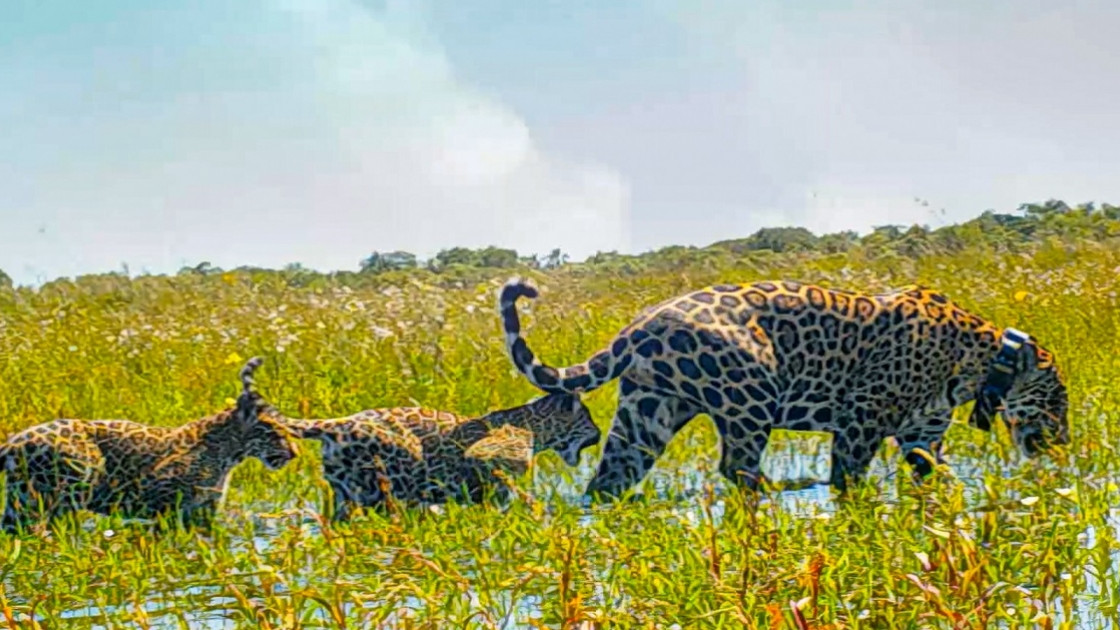 El jaguar es el felino más grande de América y está actualmente en grave peligro de extinción en Argentina, después de perder el 95% de su presencia original en el país debido a la caza, la degradación de su hábitat, y cantidad de presas naturales.